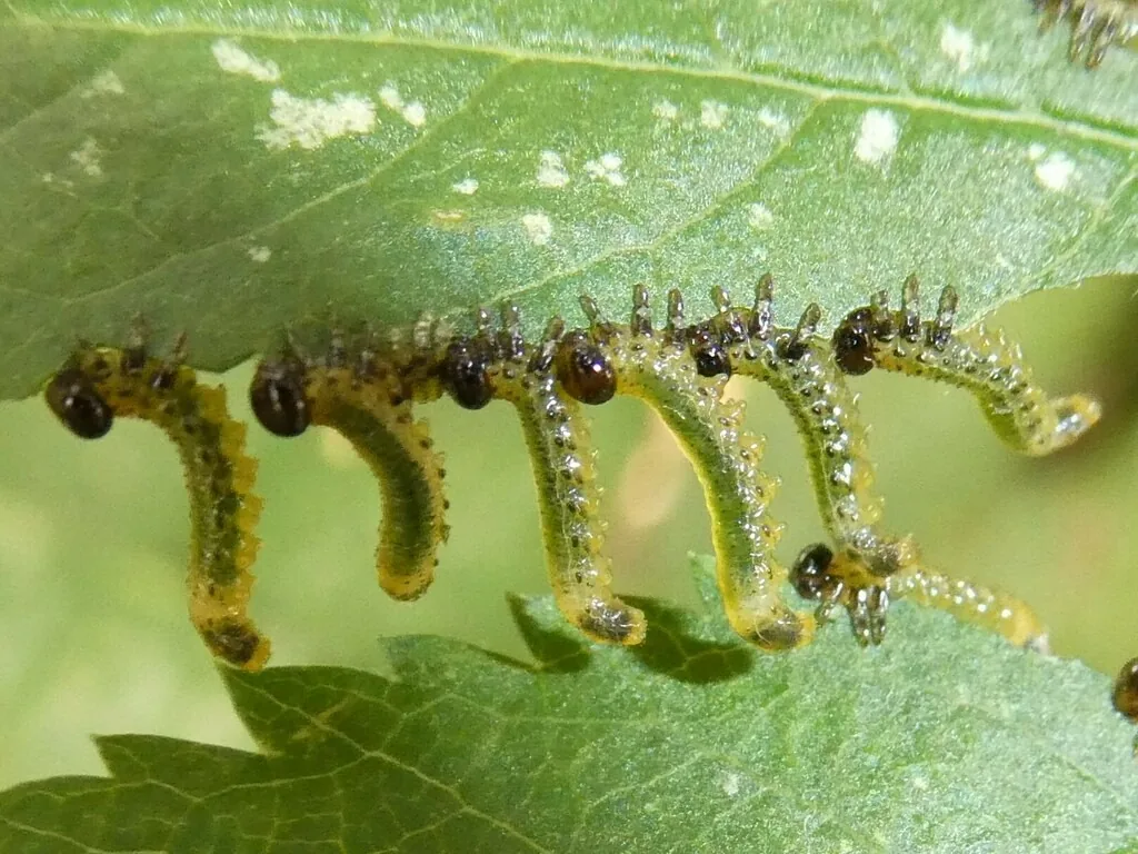 Mountain ash sawfly larvae, yellow with black spots, lined up along a leaflet edge