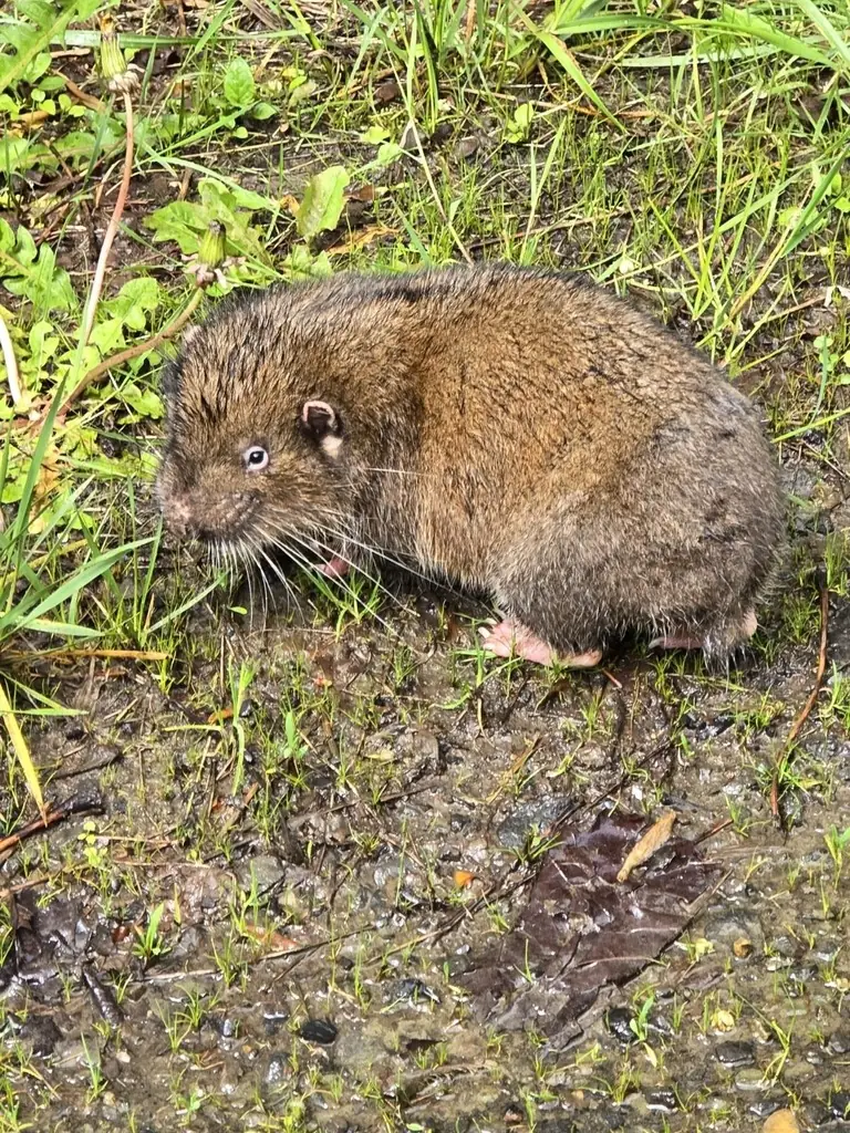 Mountain beaver crouched on wet grass and mud, a stocky brown rodent with a blunt head, small dark eye, tiny rounded ear with a pale spot at its base and long whiskers