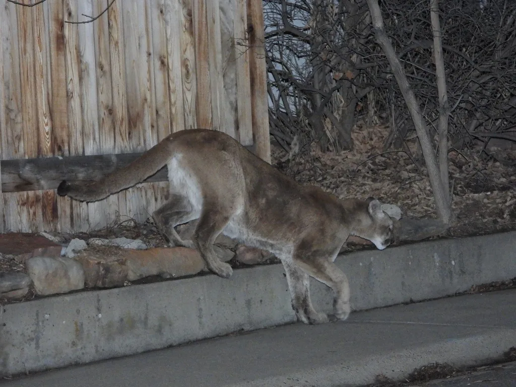 Tan mountain lion with a long dark-tipped tail stepping down from a stone landscaping wall beside a wooden fence onto a paved residential walkway at night