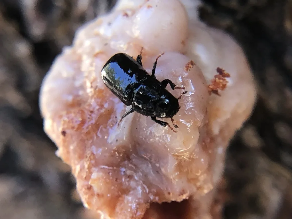 Mountain pine beetle, a small black cylindrical bark beetle, on a pale pitch tube of resin on a pine trunk