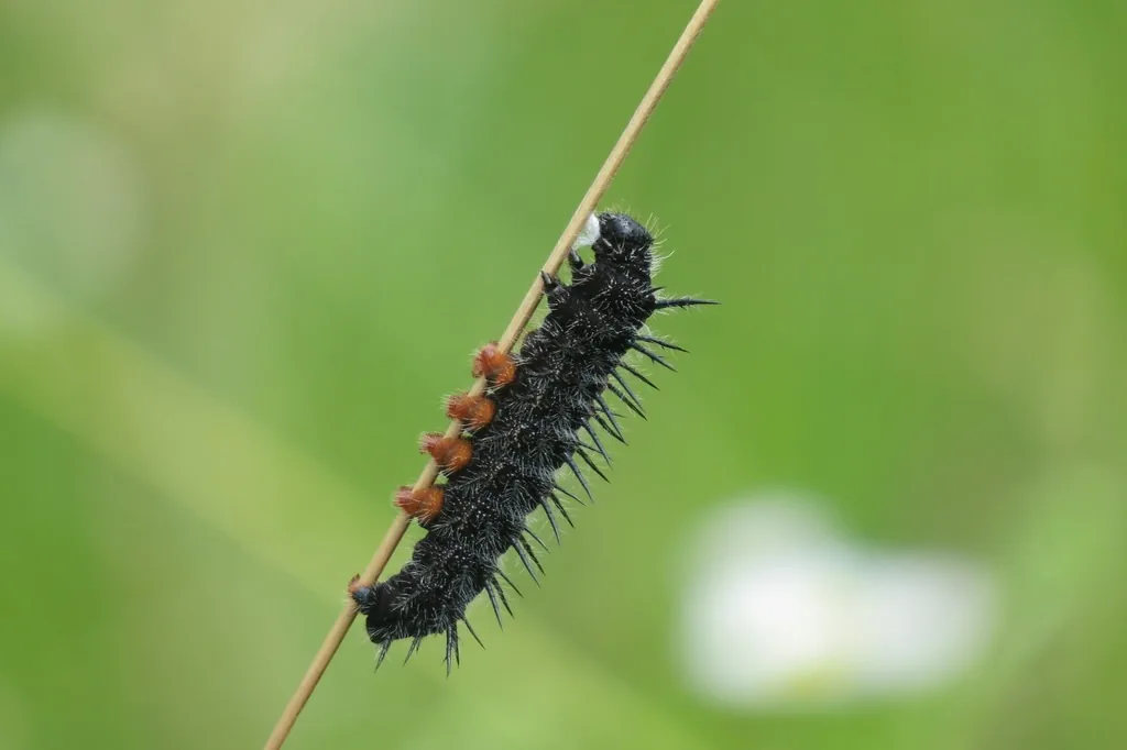 Spiny elm caterpillar, black with white specks, red spots along the back and long branched spines