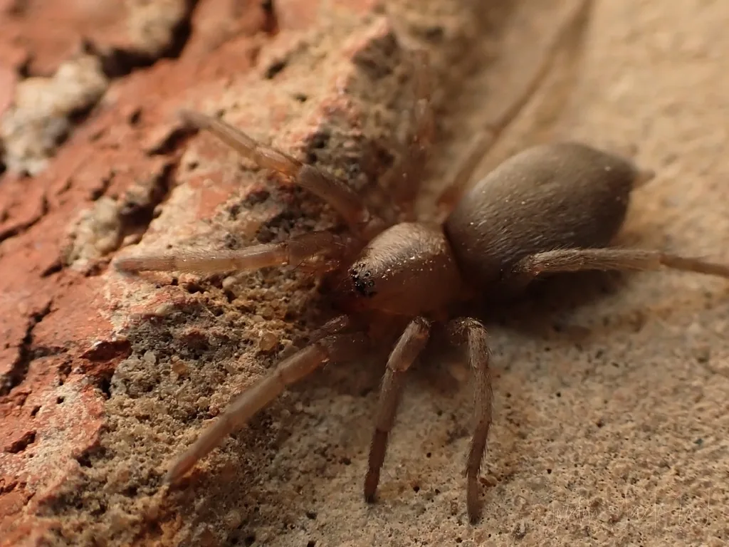 Mouse spider with a velvety, mouse-gray abdomen and pale brown legs resting on a weathered brick