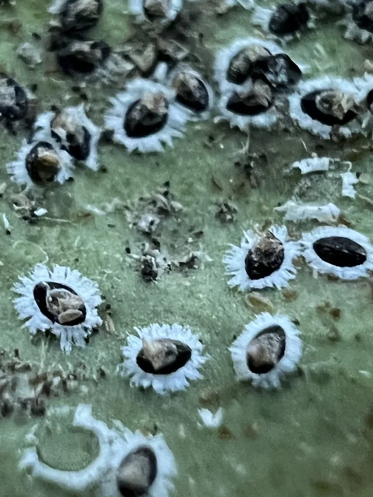 Mulberry whitefly pupae on the underside of a leaf, shiny black ovals ringed with a fringe of white wax