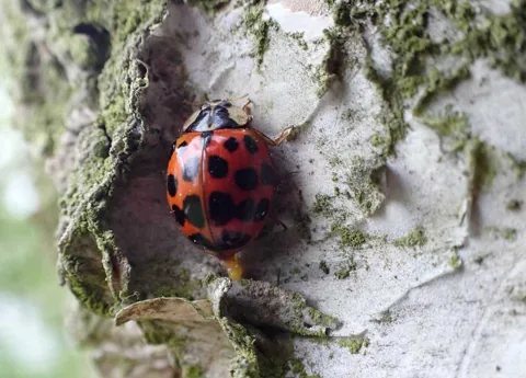 Multicolored Asian lady beetle, orange-red with black spots