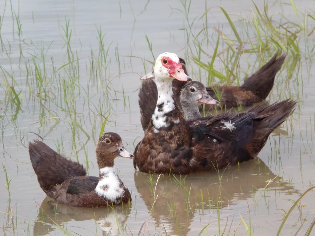 Group of feral Muscovy ducks swimming among grass shoots, the front drake showing red warty facial skin, a white head and neck and a mottled dark brown body