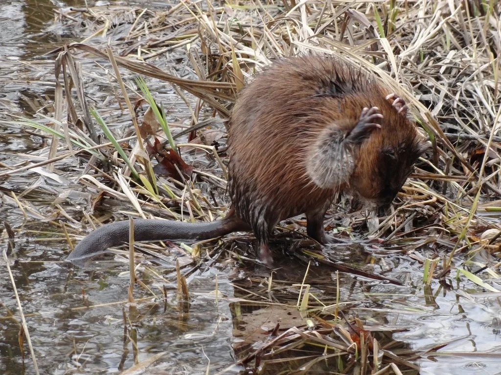 Muskrat with wet brown fur standing at the edge of shallow water among dead marsh grass, its long thin tail trailing behind