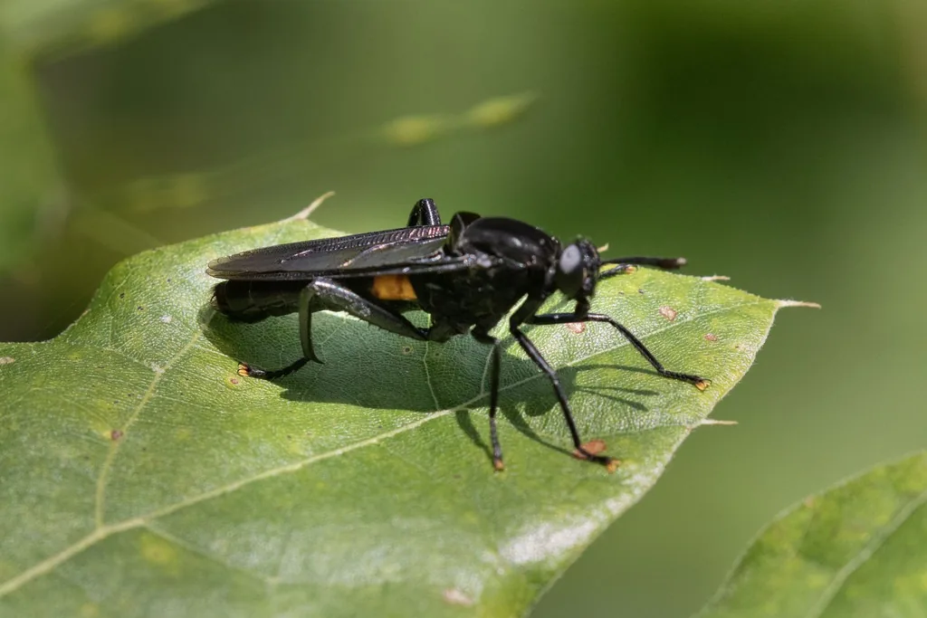 Black Mydas fly with an orange band on its abdomen resting on a leaf