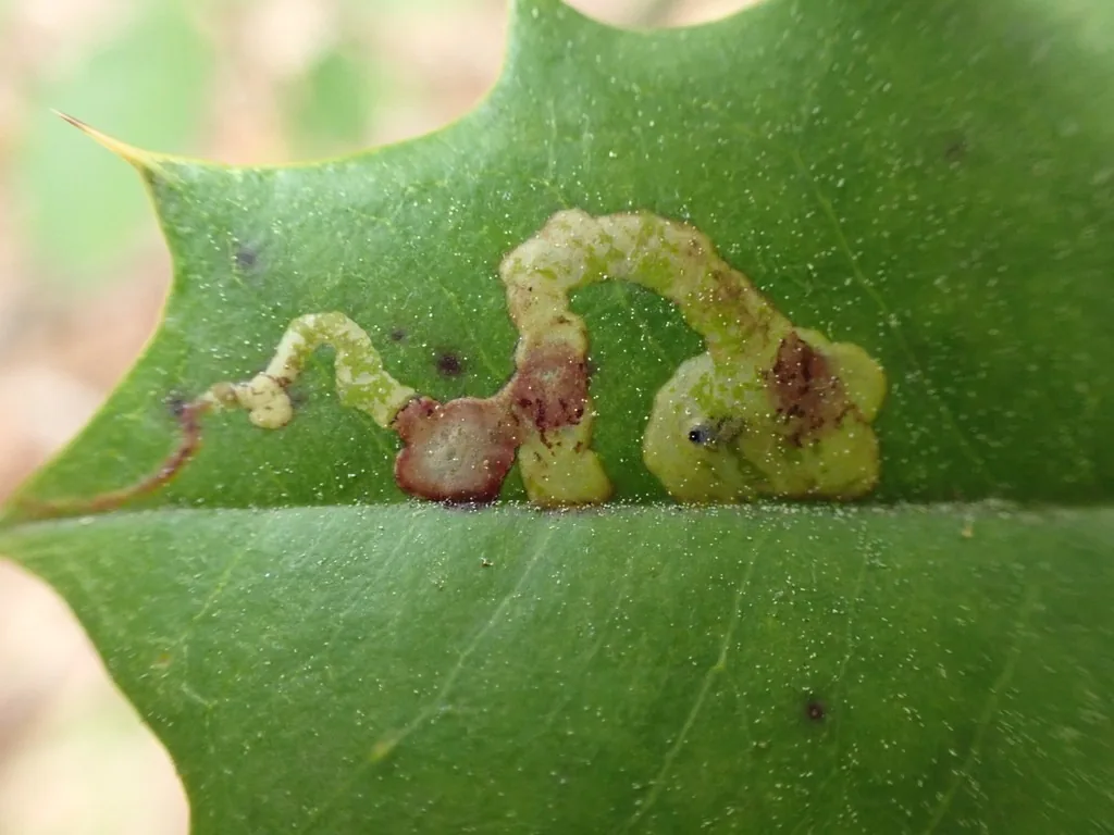 Native holly leafminer damage, yellow-brown serpentine mines in a spiny American holly leaf