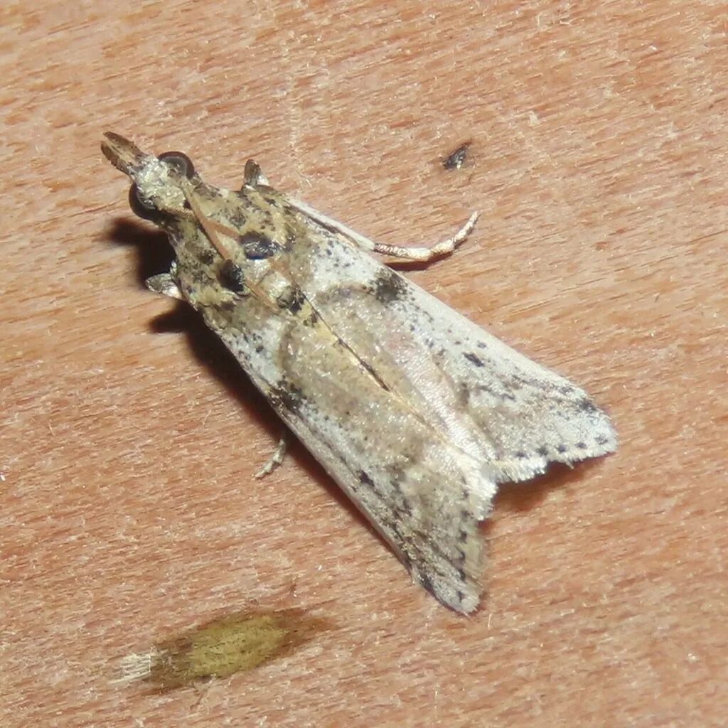 Navel orangeworm moth, a mottled black, gray and white moth with a snoutlike head, resting on a pale surface