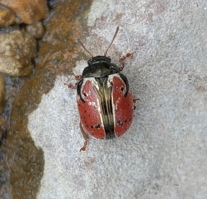 Ninebark calligrapha beetle with red and black patterned wing covers