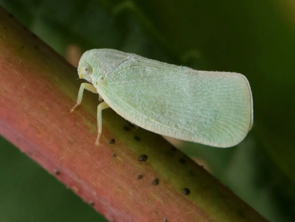 Adult northern flatid planthopper on a stem, a pale green, wedge-shaped insect with its wings held flat against its sides