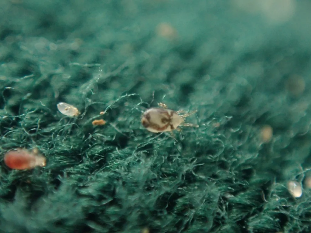 Northern fowl mites on a green cloth, one of them red with a blood meal