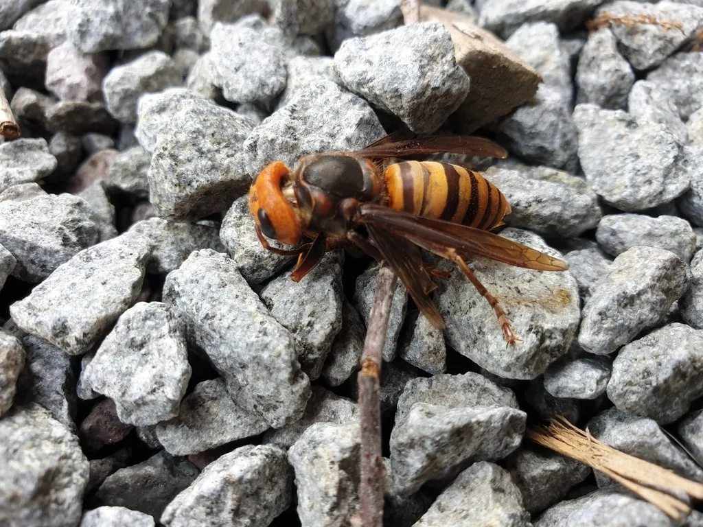 Northern giant hornet resting on gravel, showing its large orange-yellow head, dark thorax and black-and-yellow striped abdomen