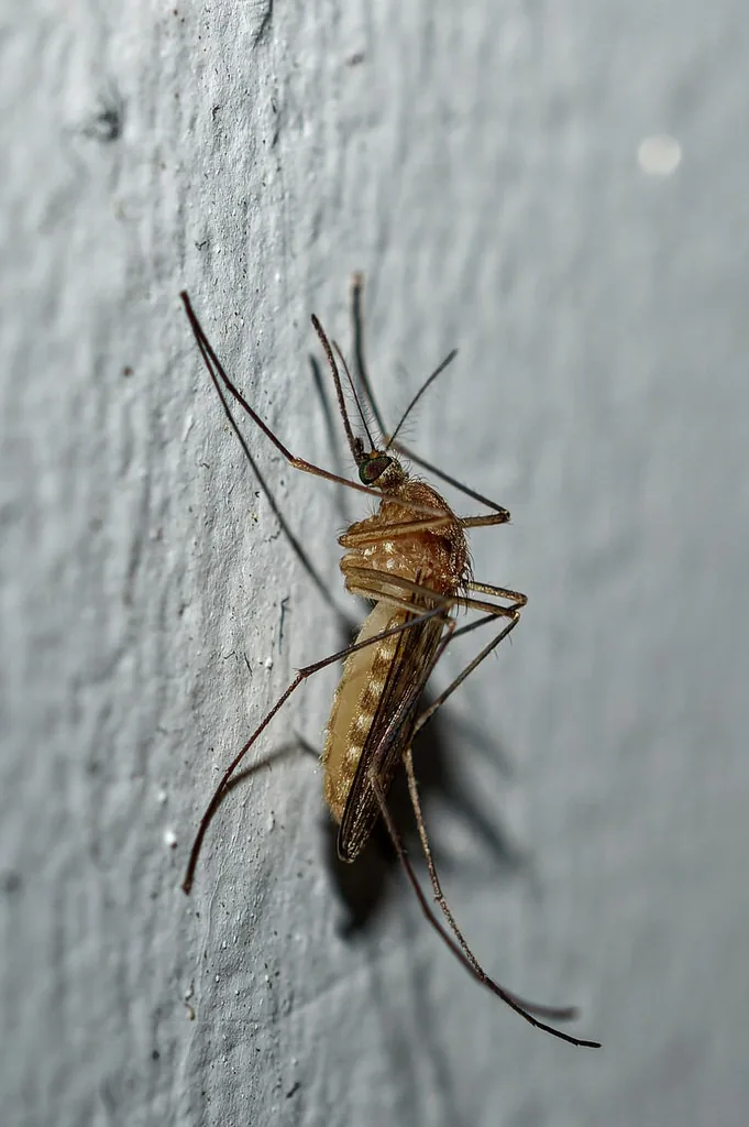 Adult northern house mosquito resting on a white wall, a plain light brown mosquito with pale bands across the abdomen