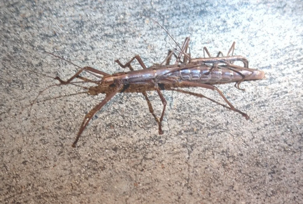 Northern two-striped walkingstick mating pair, small male on the larger female