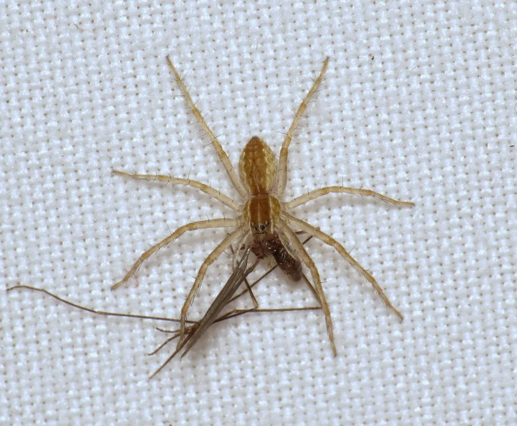 Nursery web spider, light brown with a dark stripe down its back, feeding on an insect on white fabric