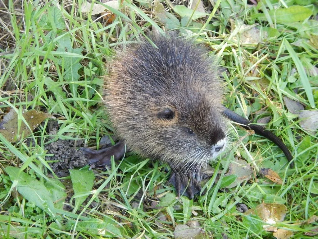 Nutria with grizzled brown fur, a pale muzzle and long white whiskers crouching in short green grass