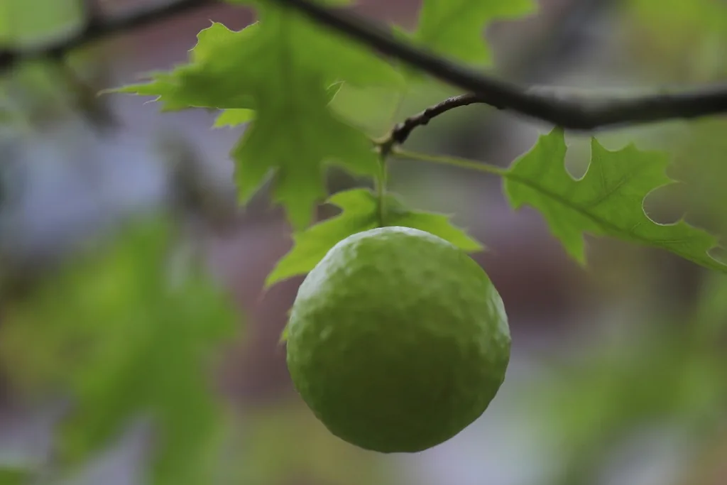 Round green oak apple gall hanging from an oak twig among oak leaves