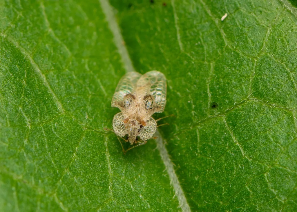 Adult oak lace bug with lacy, rectangular wings on the underside of an oak leaf