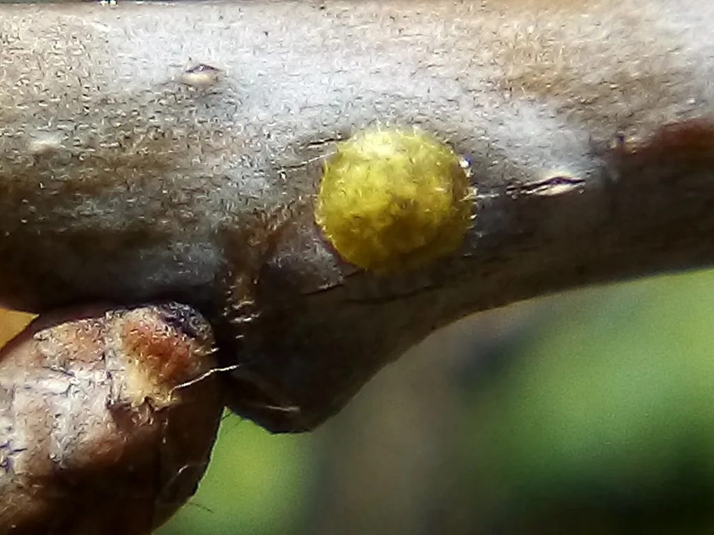 Oak pit scale, a round greenish-yellow scale sitting in a pit on an oak twig