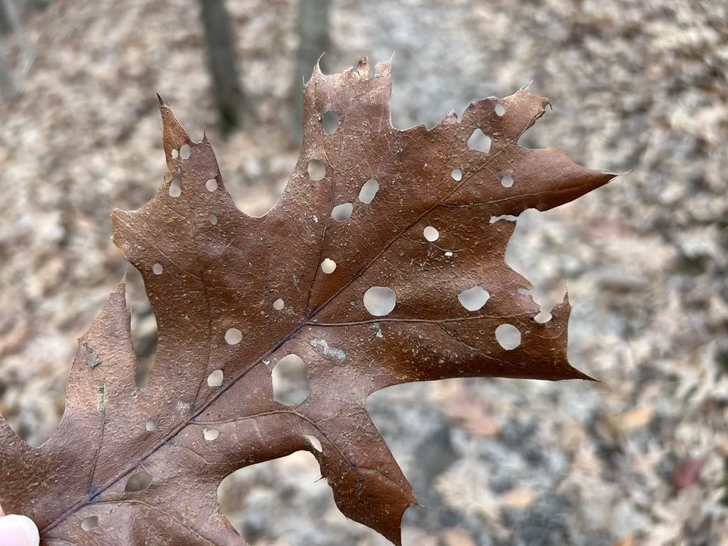 Fallen oak leaf with many small round holes left by oak shothole leafminer