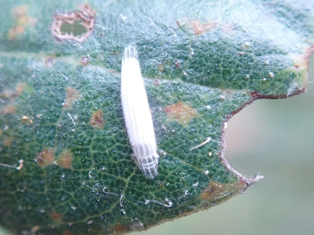 Ribbed white cocoon of the oak skeletonizer on a damaged oak leaf