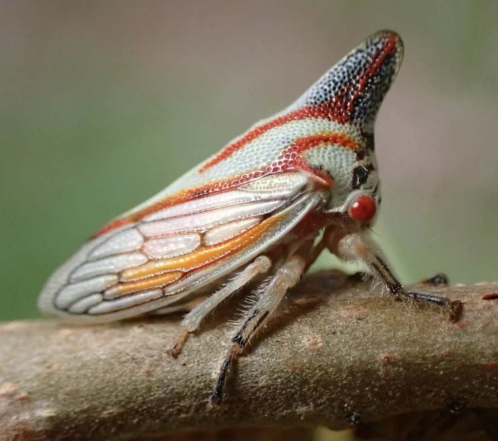 Young oak treehopper adult, white with red markings and a forward horn