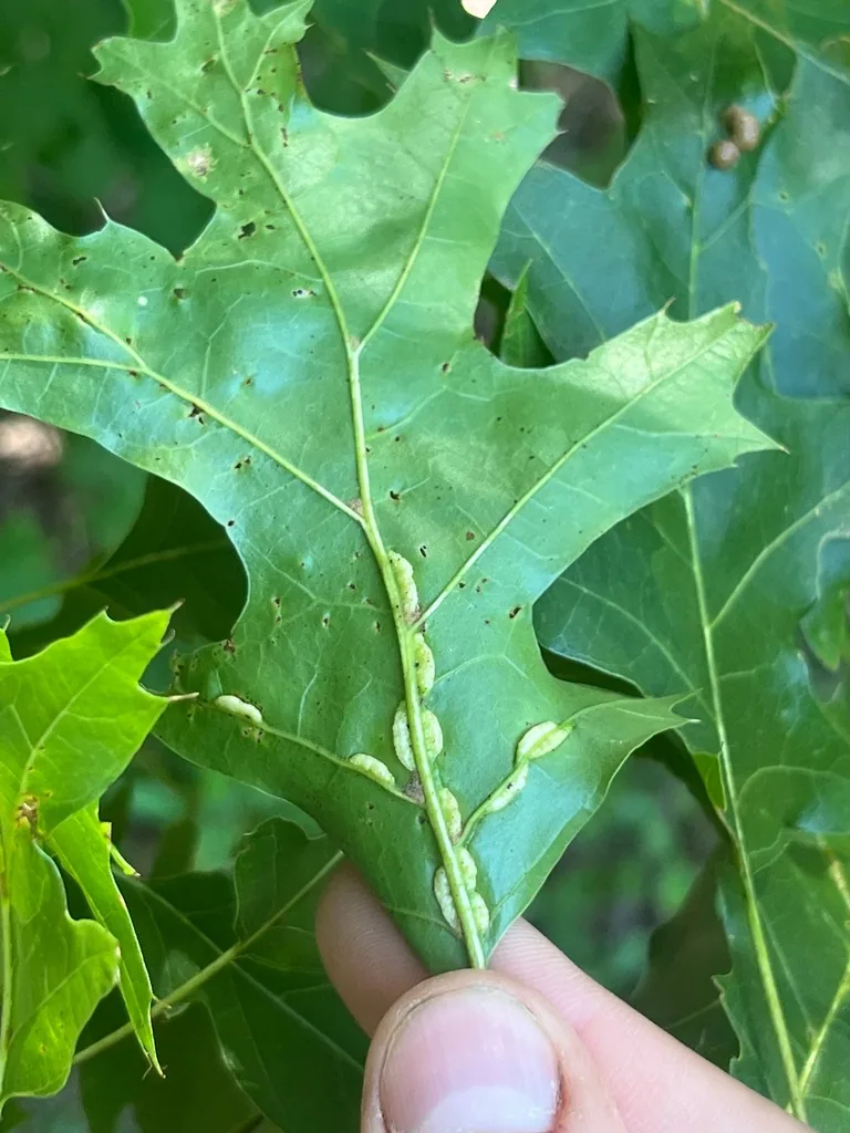 Underside of an oak leaf with swollen, pocket-like galls along the veins