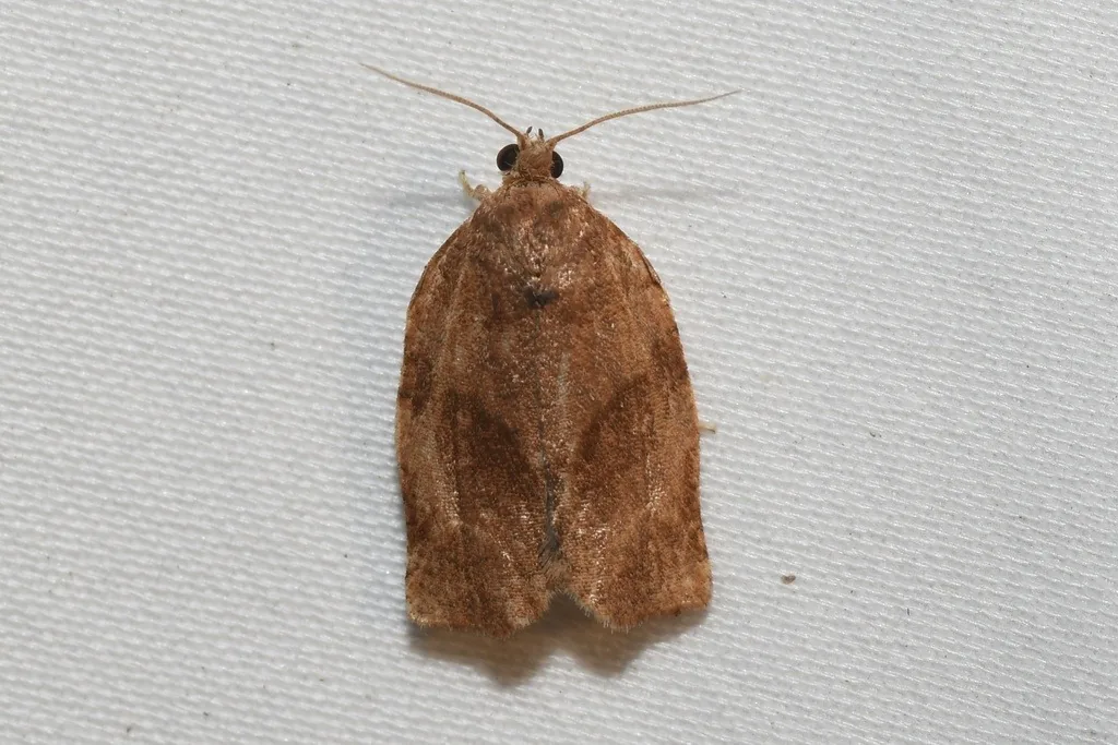 Obliquebanded leafroller moth with banded tan wings