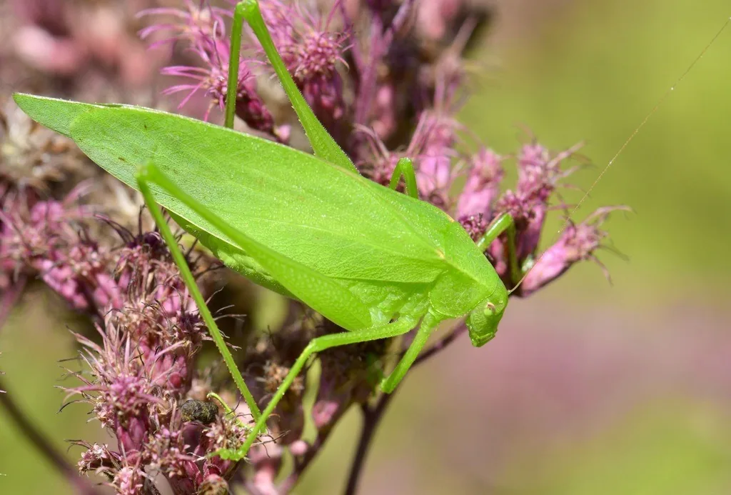 Green oblong-winged katydid on pink flowers