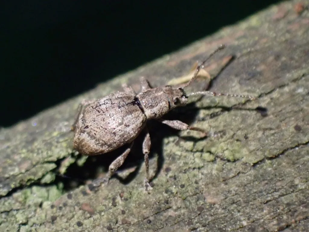 Obscure root weevil, a gray, snout-nosed weevil, on a branch