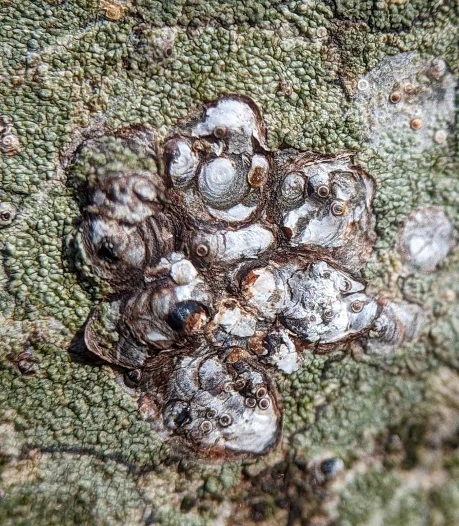 Obscure scales, overlapping dirty gray scale covers on tree bark