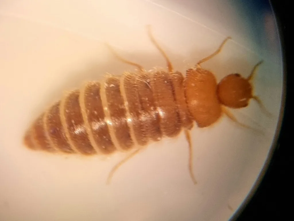 Wingless adult female odd beetle, which looks like a larva but has long legs and antennae