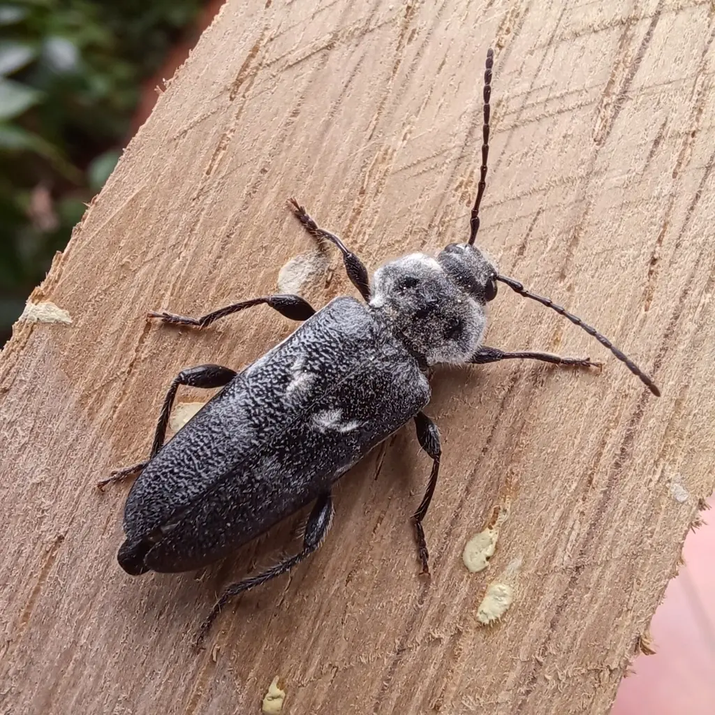 Adult old house borer, a grayish-black longhorned beetle with patches of gray hair on the wing covers, on a piece of raw lumber