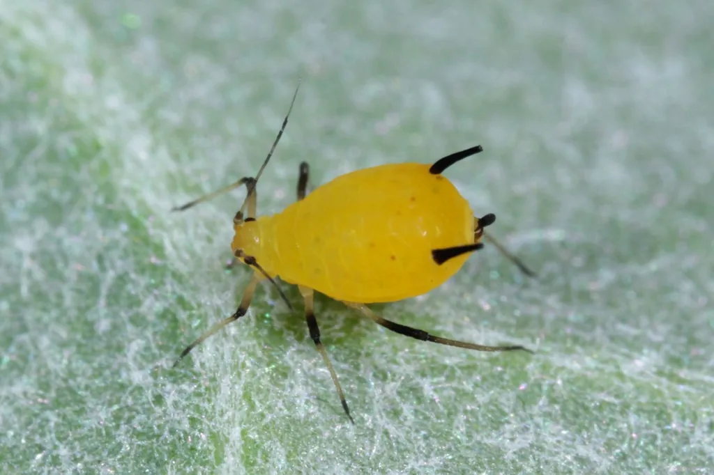 Bright yellow oleander aphid with black legs and cornicles on a leaf