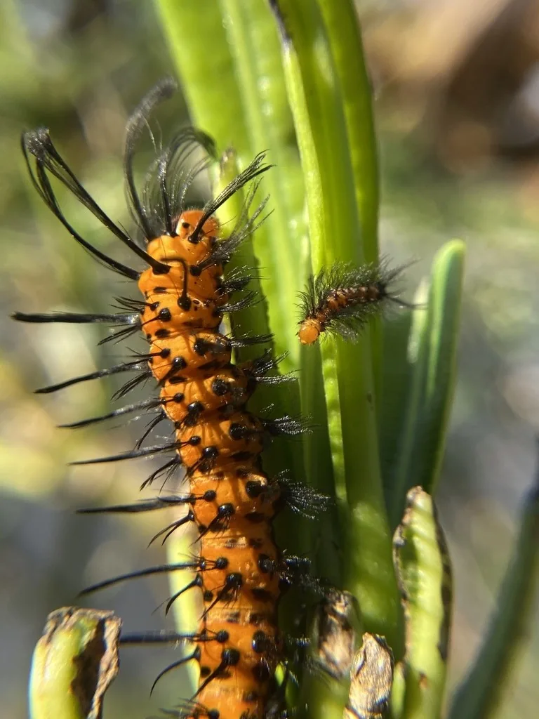 Orange oleander caterpillar with tufts of long black hairs on a leaf