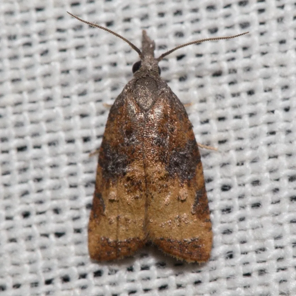 Omnivorous leafroller moth, a small brown bell-shaped moth with a dark band and snout, resting on window screen
