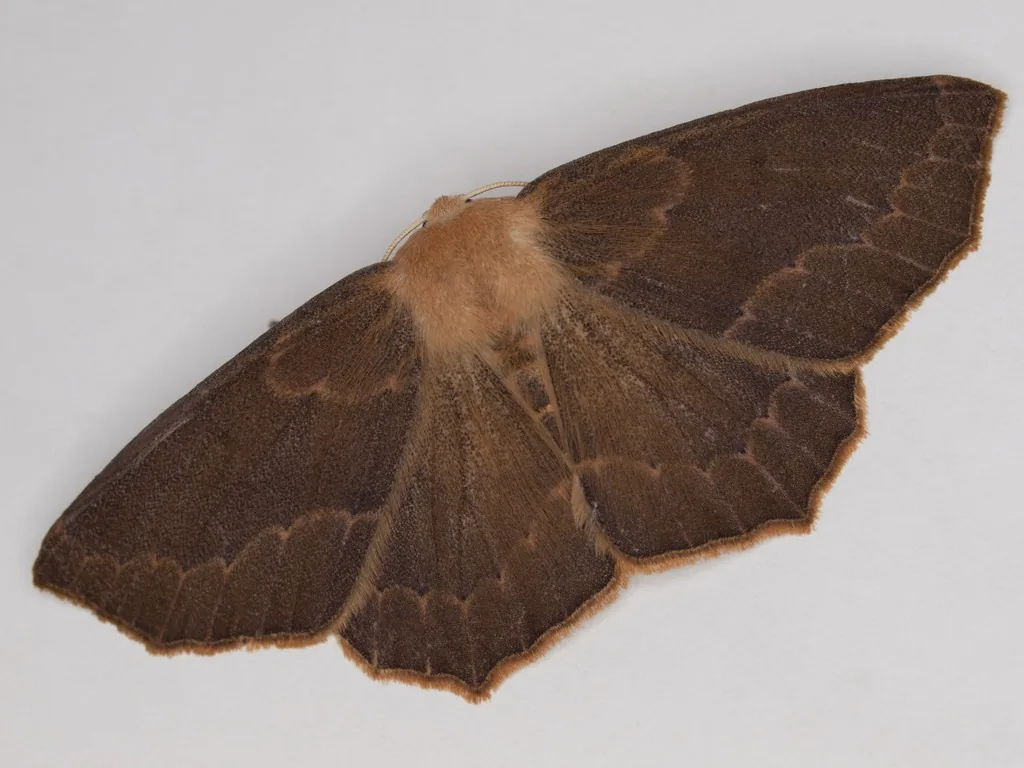 Omnivorous looper moth, a tan to brown moth with a narrow dark band across the wings, resting with wings spread