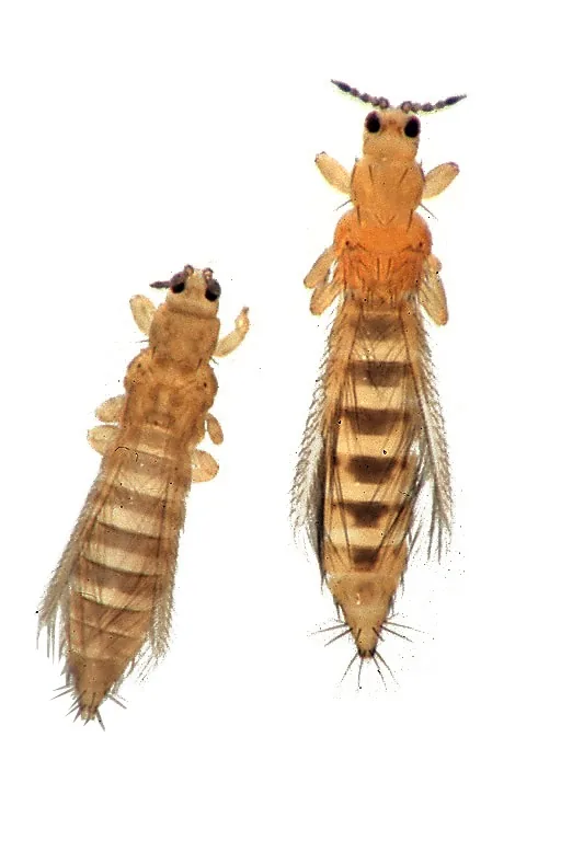 Onion thrips adult (left) beside a larger, more orange western flower thrips (right)
