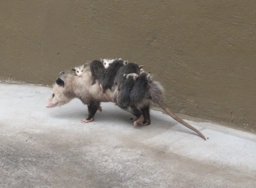 Virginia opossum walking along a concrete path beside a wall with several young clinging to her back, showing the long hairless tail