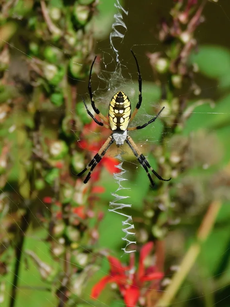 Female yellow garden spider, black with bright yellow markings, resting at the center of its orb web with a white zigzag band of silk