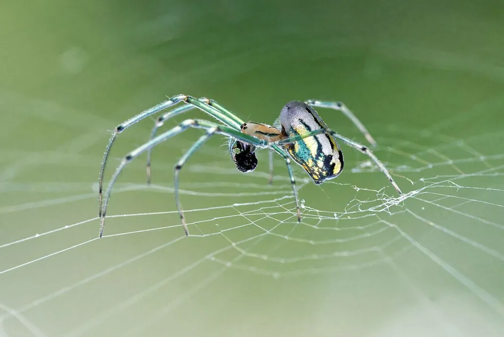 Orchard orbweaver in its web, with green legs and a silvery abdomen marked with dark lines