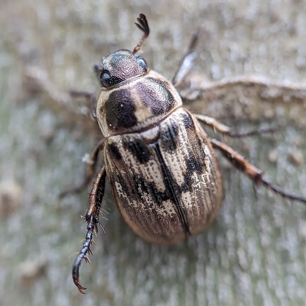 Oriental beetle adult, a small oval straw-colored scarab with variable black blotches on its wing covers and thorax, seen from above