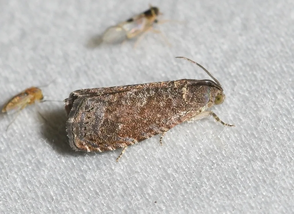 Oriental fruit moth adult, a small mottled gray-brown moth with whitish flecks, resting on a pale surface