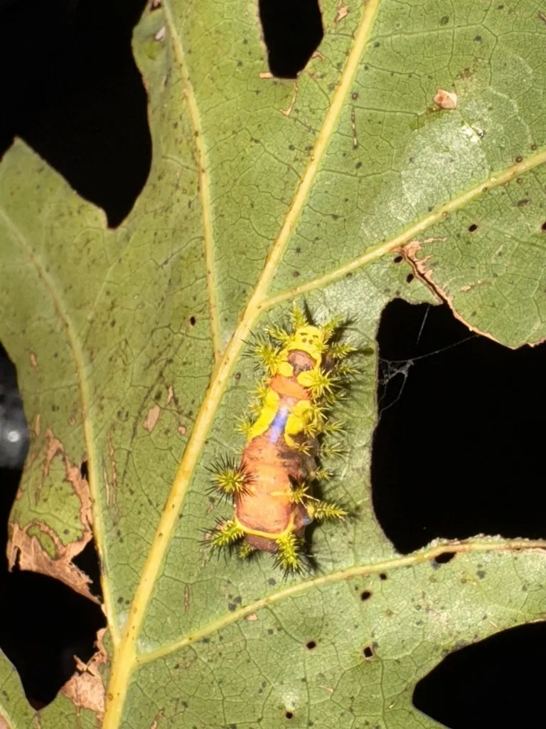 Oriental moth caterpillar, green and yellow with spiny horns, on a leaf