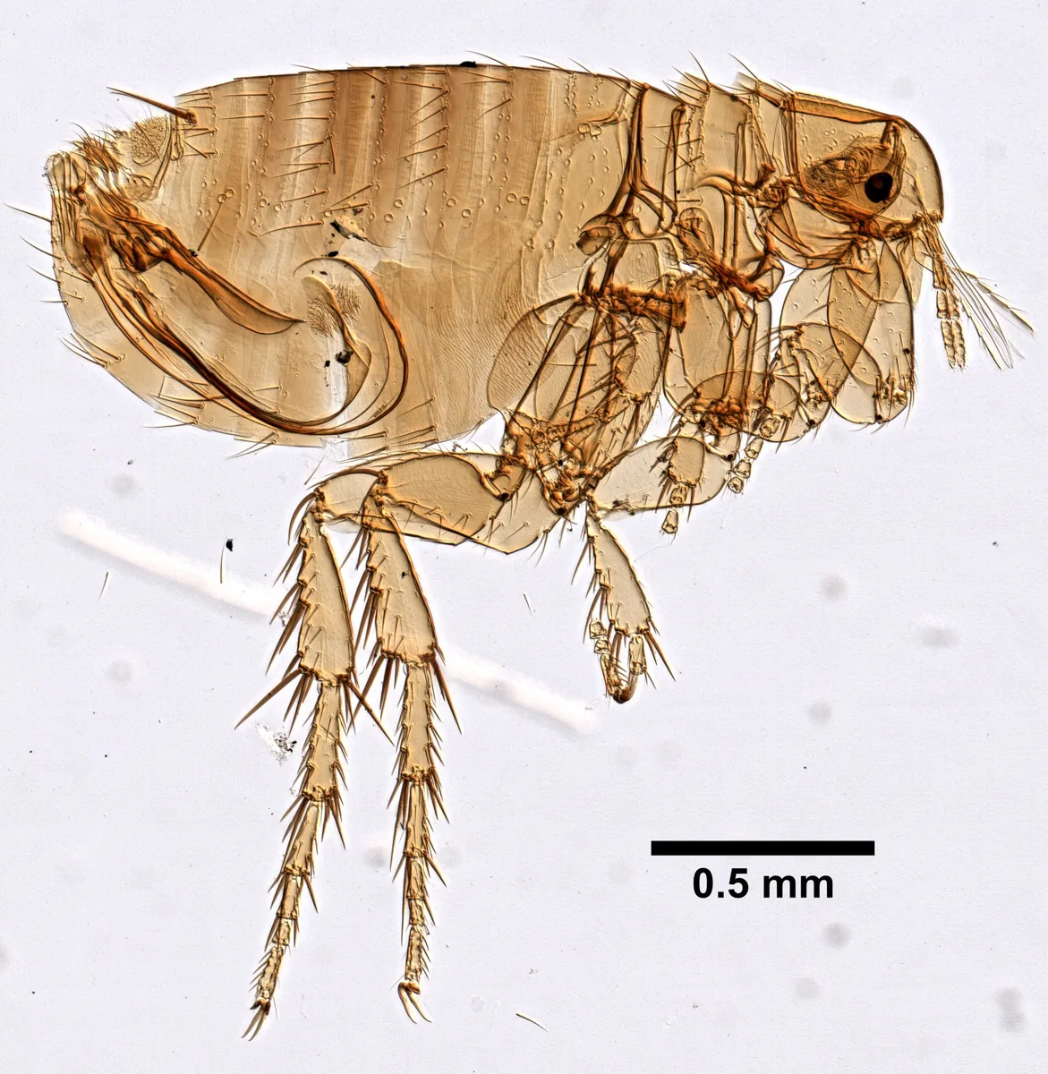 Oriental rat flea adult, a slide-mounted brown flea seen from the side, with a 0.5 mm scale bar