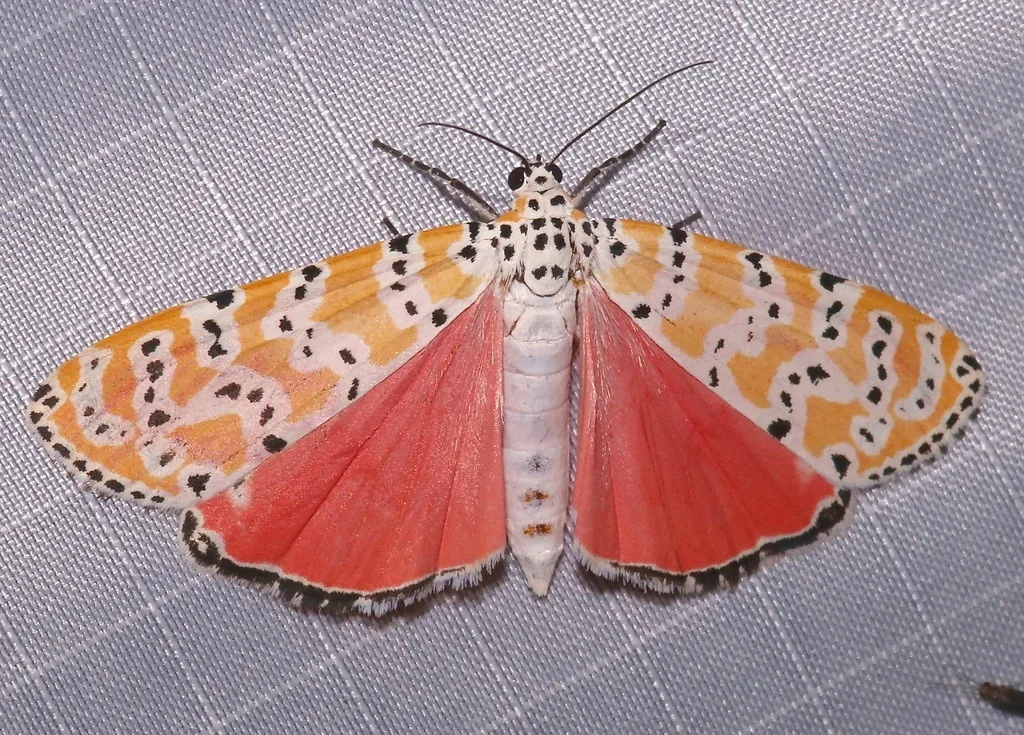 Ornate bella moth with spotted orange forewings and pink hindwings spread
