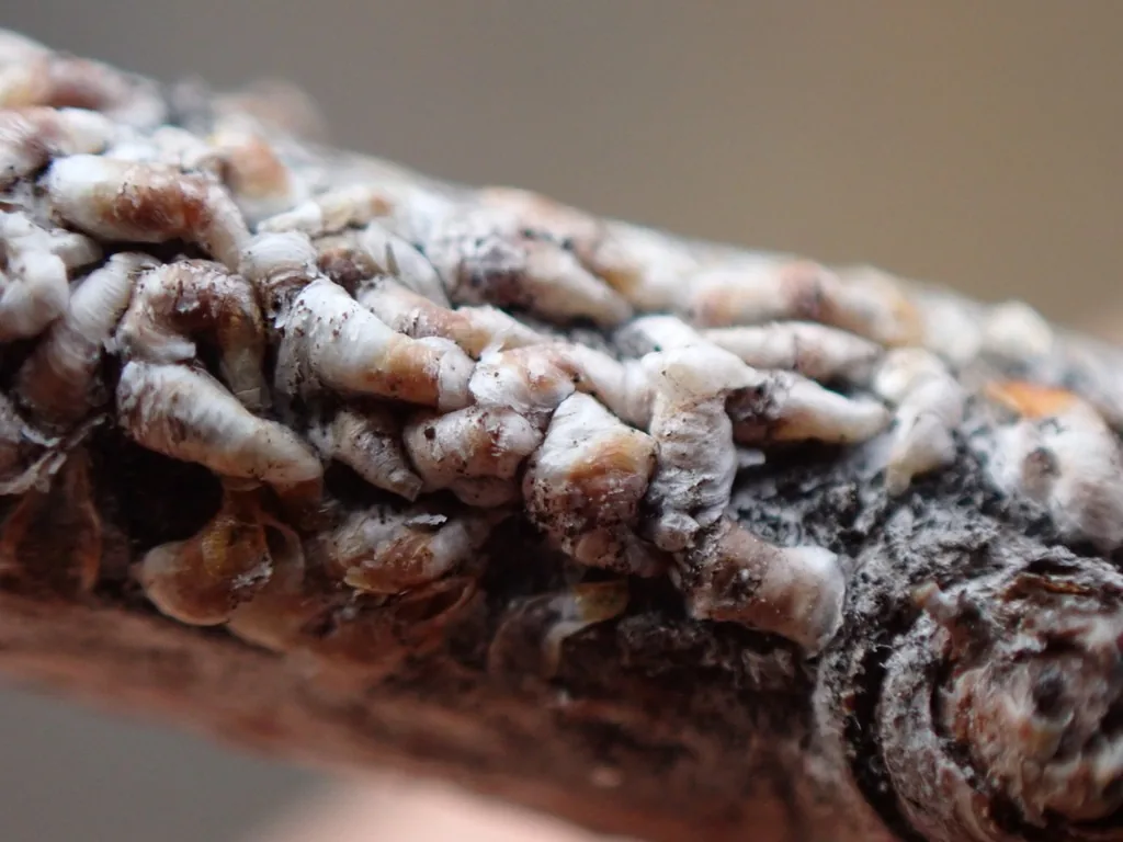 Gray-brown, oyster-shaped oystershell scales crusted along a branch