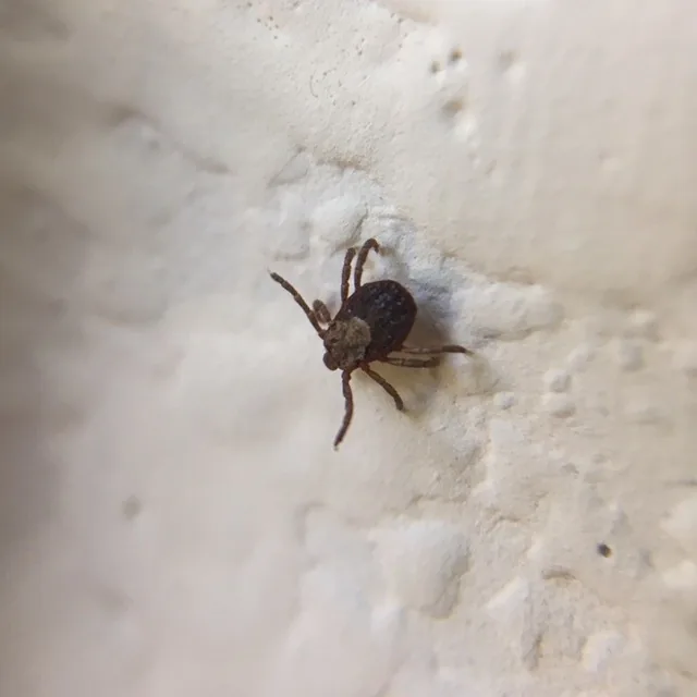 Pacific Coast tick, a small flat reddish-brown tick with a paler shield behind its head, crawling on a white wall