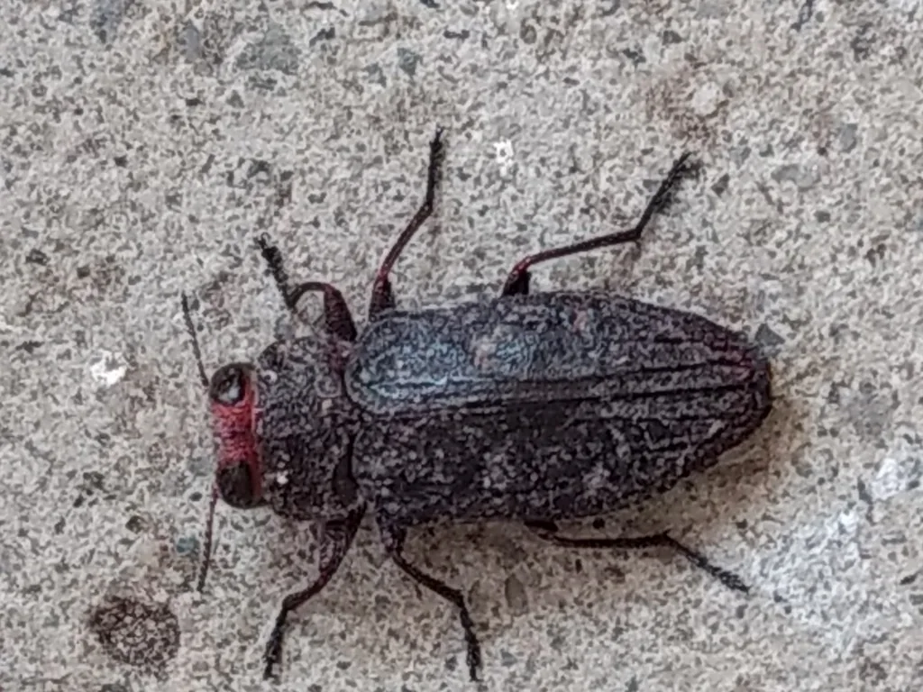 Pacific flatheaded borer, a bullet-shaped dark bronze beetle with pale mottling, seen from above